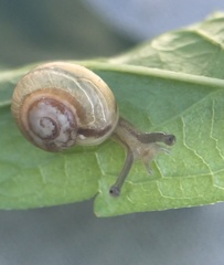Helicoidea