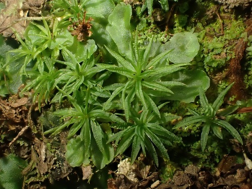 Atrichum undulatum image