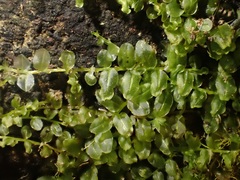 Plagiomnium rostratum