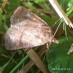Photedes captiuncula
