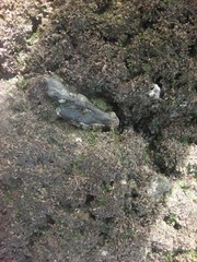 Chthamalus stellatus