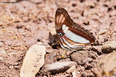 Adelpha paraena
