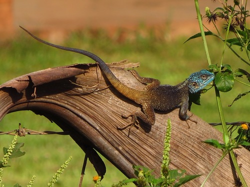 Uganda blue-headed tree agama