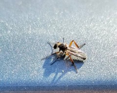Bibio articulatus