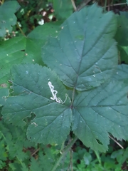 Stigmella splendidissimella