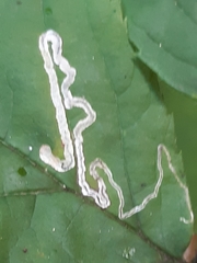 Stigmella splendidissimella