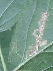 Stigmella splendidissimella
