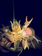 Cambarus conasaugaensis