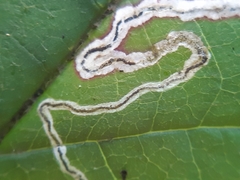 Stigmella splendidissimella