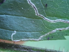 Stigmella splendidissimella