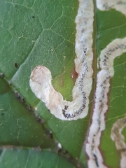 Stigmella splendidissimella