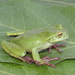 Greater Spikethumb Frog - Photo (c) 2012 Sean Michael Rovito, some rights reserved (CC BY-NC-SA)