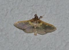 Apilocrocis brumalis