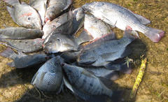 Oreochromis andersonii