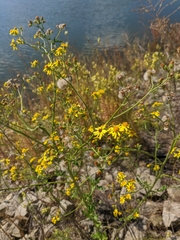 Jacobaea grandidentata