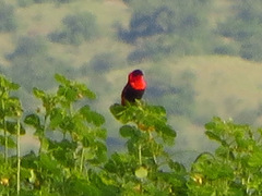 Euplectes franciscanus