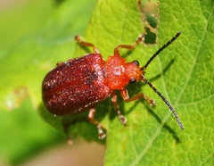 Tricholochmaea kalmiae