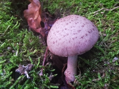 Coprinopsis melanthina