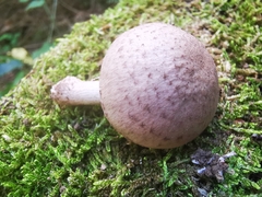 Coprinopsis melanthina