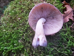Coprinopsis melanthina