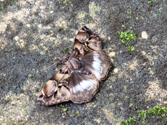 Noctuana lactifera