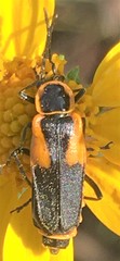 Chauliognathus deceptus