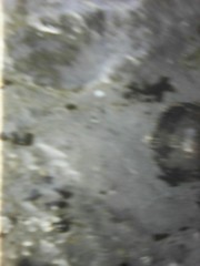 Siphonaria pectinata