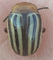 Zygogramma continua