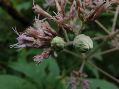 Anthodiplosis eutrochii