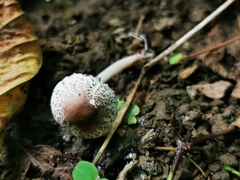 Lepiota lilacea