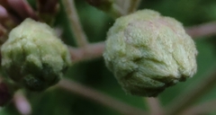 Anthodiplosis eutrochii