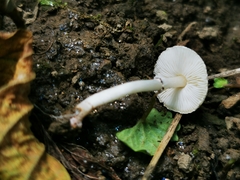 Lepiota lilacea