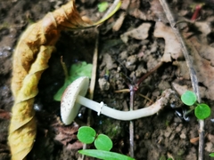 Lepiota lilacea