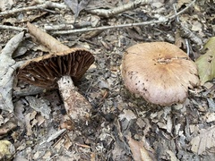 Cortinarius distans