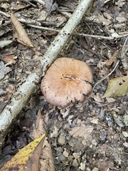 Cortinarius distans