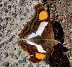 Doxocopa laure laure