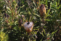 Protea longifolia