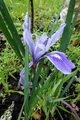 Iris macrosiphon