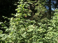 Euonymus occidentalis occidentalis