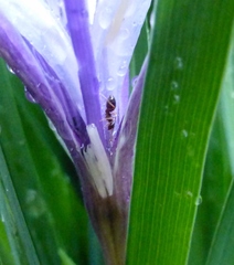 Iris macrosiphon