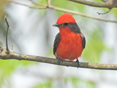 Pyrocephalus rubinus