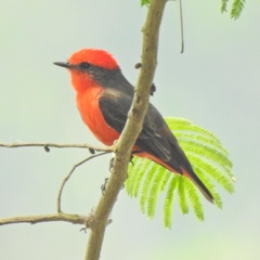 Pyrocephalus rubinus