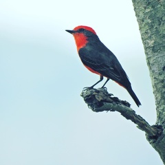 Pyrocephalus rubinus