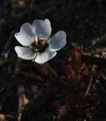 Drosera zeyheri