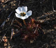 Drosera zeyheri