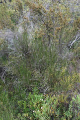 Psoralea glaucescens
