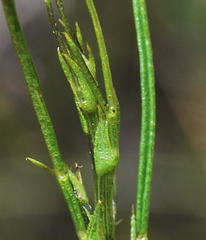 Psoralea glaucescens