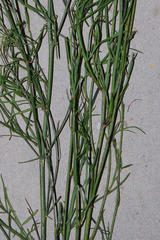 Psoralea glaucescens