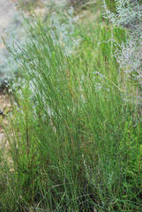 Psoralea glaucescens
