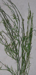 Psoralea glaucescens